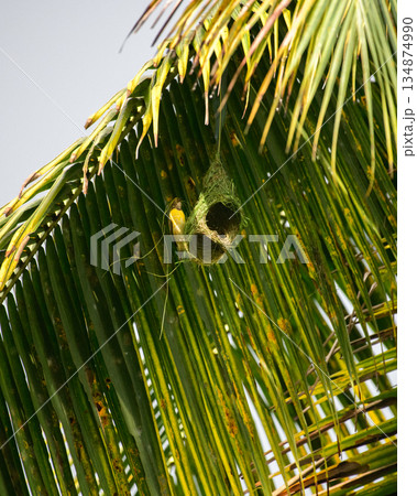 Baya weaver bird hangs beneath a sunlit palm frond as it skillfully builds its intricately woven nest in a lush tropical habitat Baya weaver bird hangs beneath a sunlit palm frond as it skillfully builds its intricately woven nest in a lush tropical habitat 134874990