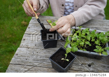 Gently, the farmer settles the aster seedlings into pots, ensuring their roots are perfectly covered. 134875284