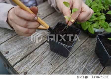 Using a small trowel, the farmer moves each aster from the tray to its own biodegradable pot. 134875286