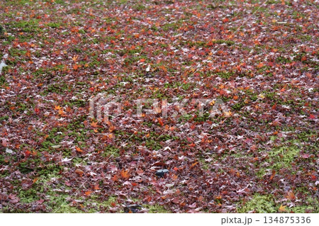 緑の苔の地面の上の赤く色づくもみじの落ち葉の枯葉の絨毯の風景 134875336