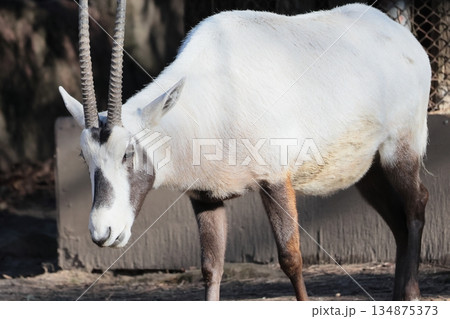 アラビアオリックス アラビアオリックス 134875373