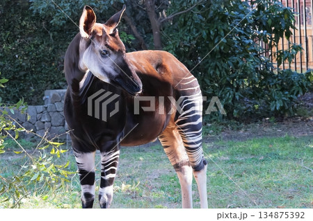 オカピ オカピ 134875392