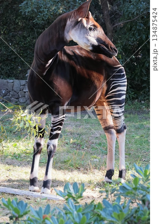 オカピ オカピ 134875424