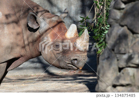 ヒガシクロサイ 134875485