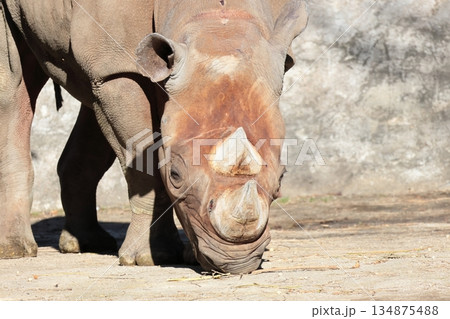 ヒガシクロサイ 134875488