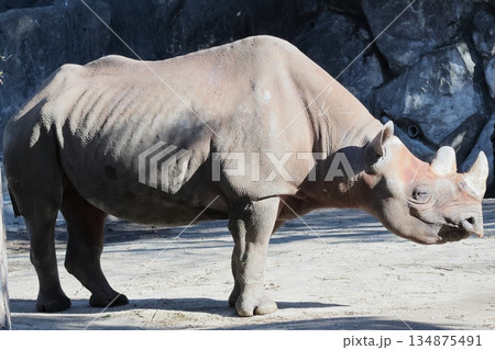 ヒガシクロサイ 134875491