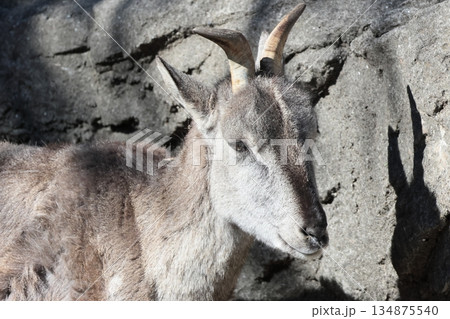 スーチョワンバーラル スーチョワンバーラル 134875540