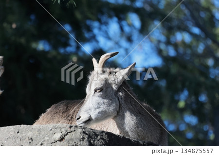 スーチョワンバーラル 134875557