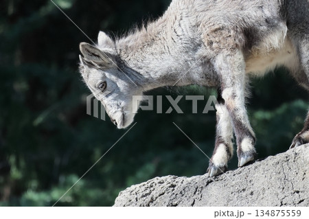 スーチョワンバーラル 134875559