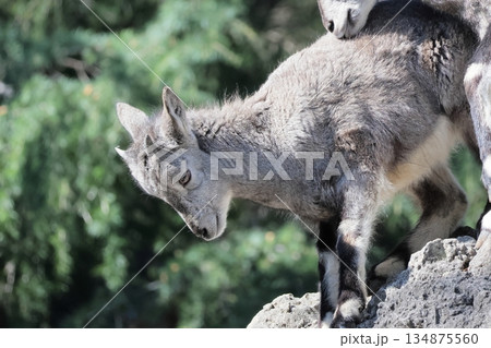 スーチョワンバーラル 134875560