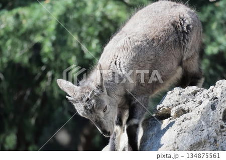 スーチョワンバーラル 134875561