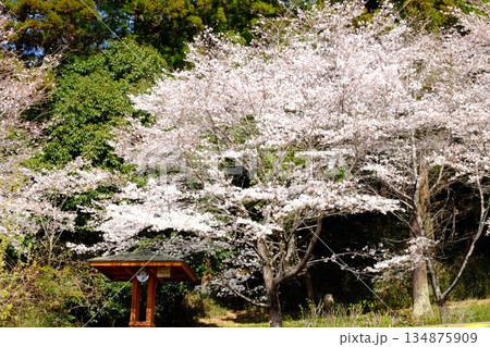 森を背に咲く桜と時計のある休憩所 【相模原市津久井 4月】 森を背に咲く桜と時計のある休憩所 【相模原市津久井 4月】 134875909