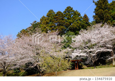 森を背に咲く桜と休憩所　【相模原市津久井　4月】 134875910