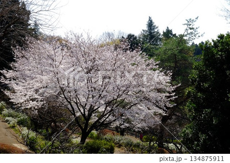 散策路に咲く染井吉野 【相模原市津久井 4月】 散策路に咲く染井吉野 【相模原市津久井 4月】 134875911