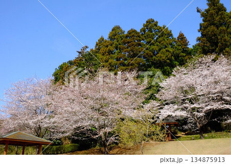 森を背景に咲く染井吉野 【相模原市津久井 4月】 森を背景に咲く染井吉野 【相模原市津久井 4月】 134875913
