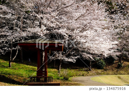 休憩所と染井吉野　【相模原市津久井　4月】 134875916