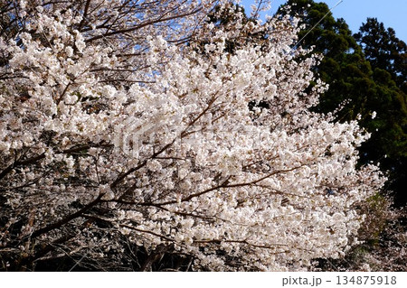 春の陽を浴びる桜の花 【相模原市津久井 4月】 春の陽を浴びる桜の花 【相模原市津久井 4月】 134875918