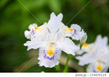 殿ヶ谷戸庭園 白いシャガの花が咲く春の庭園風景 134876124