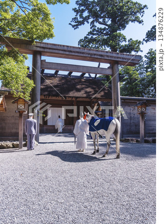 新馬の参拝　伊勢神宮の外宮の風景　神馬の朔日参り　伊勢神宮の神事　午年　 134876229