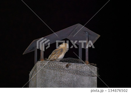 Nocturnal Owl Resting on a Chimney Perch 134876502