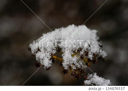 雪の結晶　儚い静物　冬のマクロ　白の質感　静かな季節 134876537