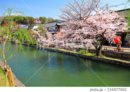【岡山県】桜が満開の倉敷美観地区（舟流し） 134877002