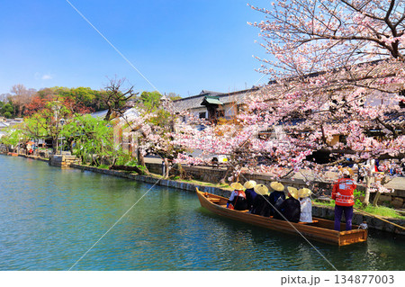 【岡山県】桜が満開の倉敷美観地区（舟流し） 134877003