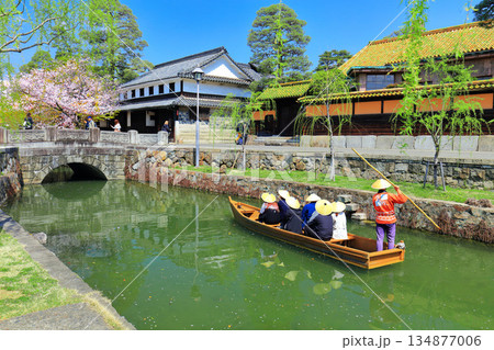 【岡山県】桜が満開の倉敷美観地区（舟流し） 134877006