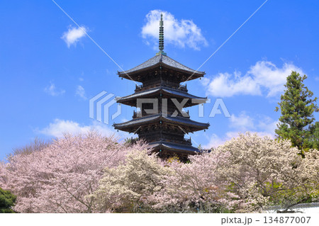 【岡山県】満開の桜と備中国分寺の五重塔(吉備路) 【岡山県】満開の桜と備中国分寺の五重塔(吉備路) 134877007