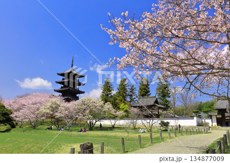 【岡山県】満開の桜と備中国分寺の五重塔（吉備路） 134877009