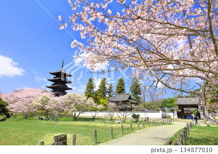 【岡山県】満開の桜と備中国分寺の五重塔(吉備路) 【岡山県】満開の桜と備中国分寺の五重塔(吉備路) 134877010