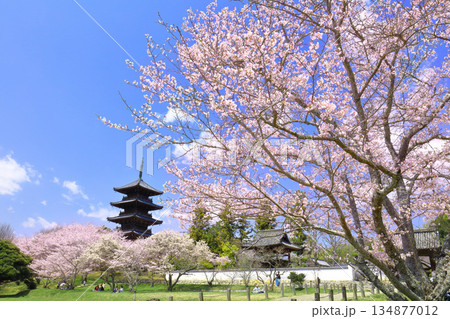 【岡山県】満開の桜と備中国分寺の五重塔（吉備路） 134877012