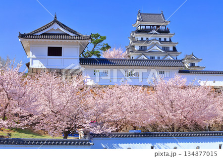 【広島県】快晴の福山城と満開の桜（筋鉄御門） 134877015