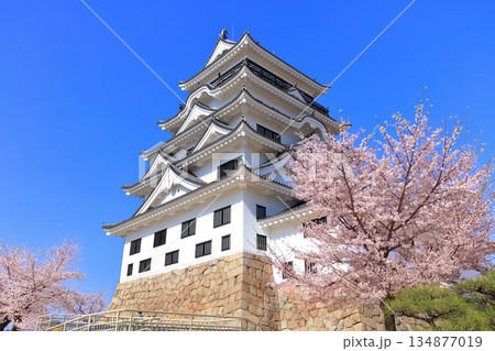 【広島県】快晴の福山城と満開の桜 【広島県】快晴の福山城と満開の桜 134877019