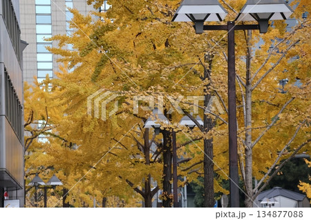街灯と黄葉する銀杏の街路樹の並木と高層ビルの都会の街並みの風景 134877088