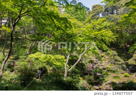 殿ヶ谷戸庭園 新緑に包まれた斜面庭園と池を眺める来園者の風景 殿ヶ谷戸庭園 新緑に包まれた斜面庭園と池を眺める来園者の風景 134877507