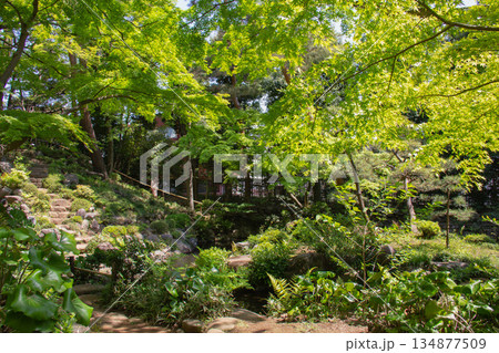 殿ヶ谷戸庭園 新緑に包まれた園内の散策路と湧水が流れる日本庭園風景 134877509