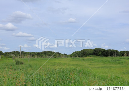東京都・江東区・海の森公園 134877584