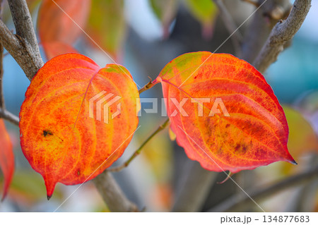 向かい合うやまぼうしの残り葉が分け合う晩秋のぬくもり Yamaboushi Leaves Toget 134877683