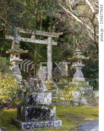 山茶花の花が咲く神社の風景 山茶花の花が咲く神社の風景 134877693