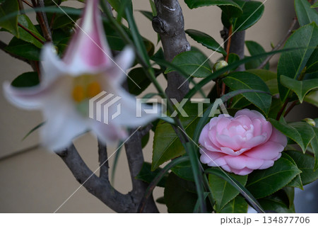 異なる花ユリとオトメツバキが並ぶ静かな二人の時間 Lily and Camellia Togethe 異なる花ユリとオトメツバキが並ぶ静かな二人の時間 Lily and Camellia Togethe 134877706