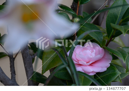 異なる花ユリとオトメツバキが並ぶ静かな二人の時間 Lily and Camellia Togethe 異なる花ユリとオトメツバキが並ぶ静かな二人の時間 Lily and Camellia Togethe 134877707