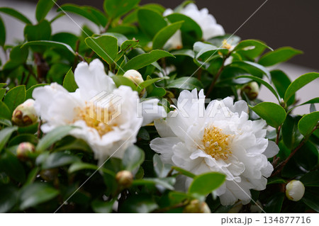 寄り添う二輪の椿が分け合う静かなぬくもり Camellias Side by Side 134877716