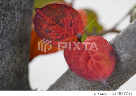 向かい合うやまぼうしの残り葉が分け合う晩秋のぬくもり Yamaboushi Leaves Toget 134877719