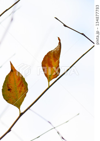 離れて並ぶ二枚の残り葉が分け合う晩秋の静けさ Two Leaves in Late Autumn 離れて並ぶ二枚の残り葉が分け合う晩秋の静けさ Two Leaves in Late Autumn 134877783