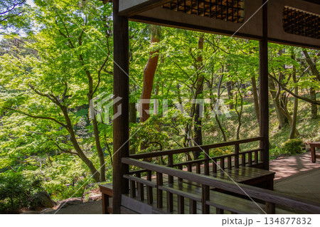 殿ヶ谷戸庭園 新緑に包まれた東屋から眺める静かな庭園風景 134877832