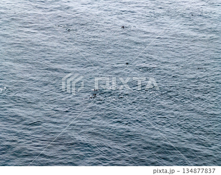 Aerial view of common dolphins feeding above huge dragnet in Donegal Bay, Ireland Aerial view of common dolphins feeding above huge dragnet in Donegal Bay, Ireland 134877837