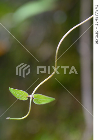 つるに並ぶ二枚の葉が静かに時を分け合う A Quiet Pair on a Vine 134877841