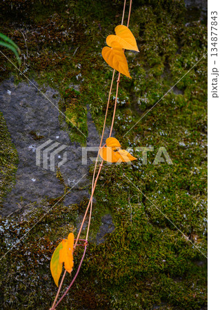 つるに並ぶ二枚の葉が静かに時を分け合う A Quiet Pair on a Vine 134877843