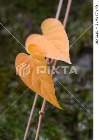 つるに並ぶ二枚の葉が静かに時を分け合う A Quiet Pair on a Vine つるに並ぶ二枚の葉が静かに時を分け合う A Quiet Pair on a Vine 134877845